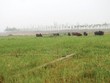 “Siêu đô thị” Mê Linh hoang vu sau 5 năm triển khai
